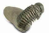 Flying Crotalocephalina Trilobite - Exposed Hypostome #359235-2